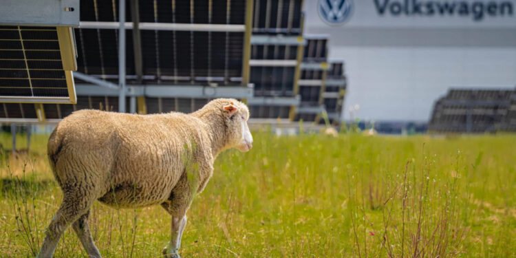 На заводе Volkswagen в Познани появились необычные «сотрудники»: 100 овец вместо газонокосилок