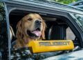Peugeot E-5008 Dog Edition: Концепт для собачников
